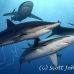 shark_silky_far_jar_h_0239_cub1519.jpg